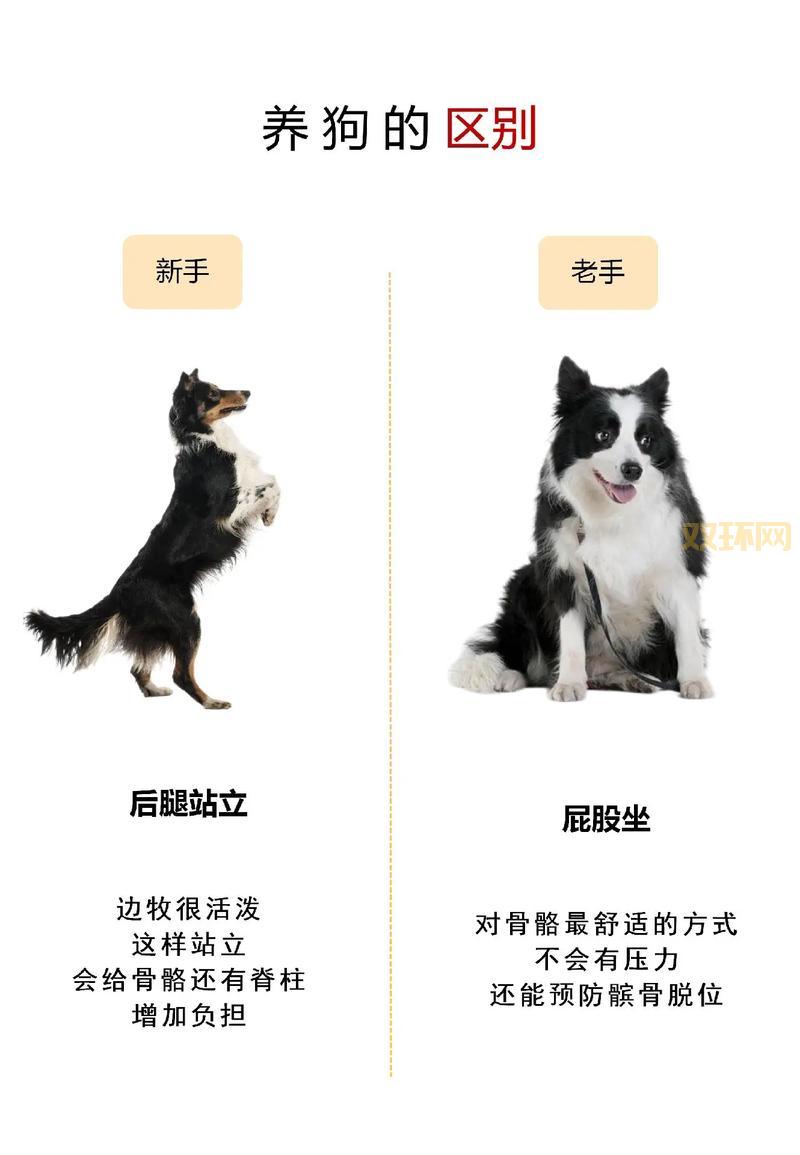 剑姬符文加点攻略,新手老手都适用的终极秘籍!