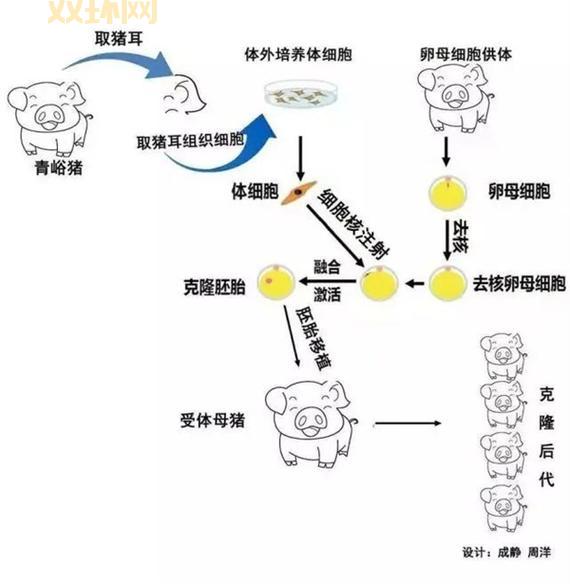 克隆羊多利背后的故事:改变世界的生物科技创新
