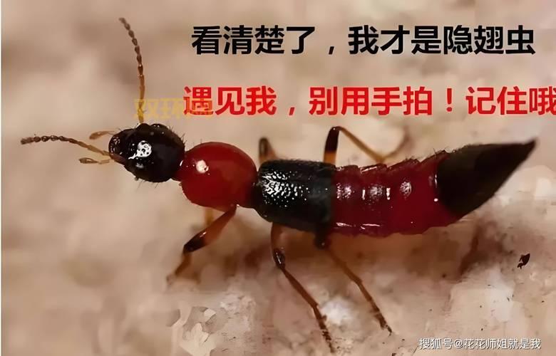 周杰伦〈你好吗〉歌词欣赏：情感世界的深层解读