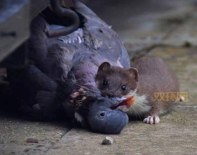 猫头鹰、大鹅与狸花猫：黄鼠狼的天敌大揭秘！