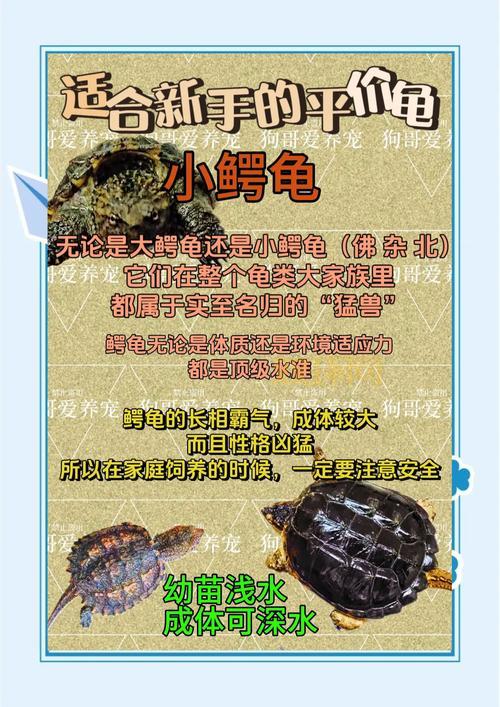 克雷泽的龟甲属性好不好?全面分析它的实用价值!