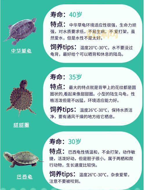 克雷泽的龟甲属性好不好?全面分析它的实用价值!