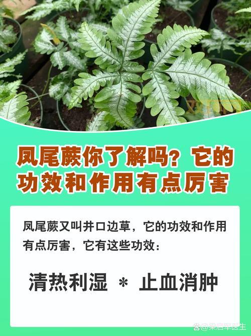 两仪延极锭是什么东西?它的作用和功效详细介绍。