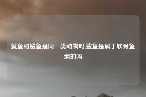 鱿鱼和鲨鱼是同一类动物吗,鲨鱼是属于软骨鱼纲的吗