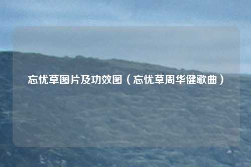 忘忧草图片及功效图（忘忧草周华健歌曲）